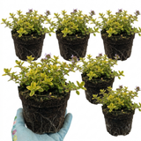 Set of 3 or 6 Thymus citriodorus ‘Doone Valley’ Thyme Herb Plants, Hardy Perennial Culinary Herb, Outdoor Garden Ready, 1 Litre Root-Ball