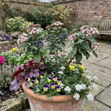 Set of 3 or 6 Viburnum Tinus Evergreen Privacy Hedge Plants, Hardy Winter Flowering Garden Shrub, Outdoor Garden Ready, 1 Litre Root-Ball
