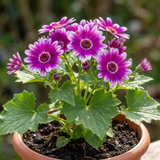 1 Senetti Magenta Bicolour Pericallis Plant, Vibrant Summer Bedding Flowers, 17cm Root-Ball