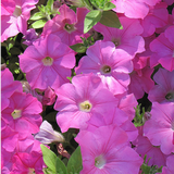 Set of 3 or 6 Large Plants - Petunia Easy Wave Pink, Outdoor Garden Ready