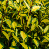 Elaeagnus Ebbingei Maryline