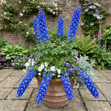 Set of 3 or 6 Delphinium Pacific Giants Blue Bird Hardy Perennial Plants, Tall Cottage Garden Flowers, Outdoor Garden Ready, 1 Litre Root-Ball