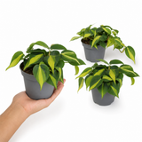Variegated Pothos Plant Devil's Ivy, Trailing Indoor Houseplant, 12cm 1 Litre Pots