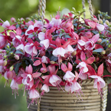 Set of 3 or 6 Large, Outdoor Garden Ready Plants - Fuchsia Bella Hilda (Pink & White)
