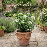 1 Large Plant - Choisya Snow Flurries, Ready to Plant in Your Garden, 3L Pot