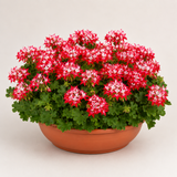 1 Geranium Summer Twist Red White, Hardy Outdoor Garden Ready Flowering Plant, 21cm Root-Ball