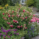 1 Large Plant - Fuchsia Bush Paula Jane, Outdoor Garden Ready, 5L Pot