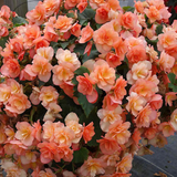1 Begonia Solenia Apricot Plant, Summer Flowering, Outdoor Garden Ready, 17cm Root-Ball