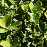 Euonymus President Gauthier