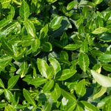 Euonymus Green Spire