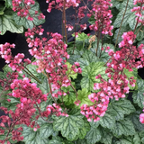 Heuchera Berry Timless
