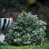 Set of 3 or 6 Euonymus Emerald Gaiety Variegated Hardy Evergreen Shrubs Outdoor Garden Ready Low Maintenance Ground Cover Plants 1 Litre Root Ball