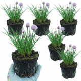 Set of 3 or 6 Fresh Chive Herb Plants, Hardy Perennial Live Herbs for Kitchen Garden, 1 Litre Root Ball