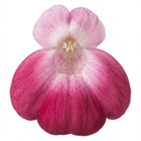 Set of 3 or 6 Garden Ready Plants – Calceolaria Calynopsis ‘Pink Bicolour’, Ready to Plant