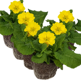 Set of 3 or 6 Large Plants - Polyanthus Yellow, Ready to Plant in Your Garden, Peat Free