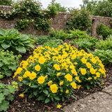 3 Pansy Delta Pro Clear Yellow Plants, Frost Hardy Winter & Spring Flowering, 3Ltr Root-Ball