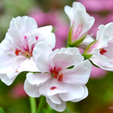 Geranium Trailing Blanche Roche
