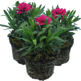 Carnation Oscar