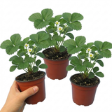 Set of 3 or 6 Large Plants - Strawberry Loran Variety, Outdoor Garden Ready, 1L