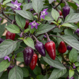 Set of 3 or 6 Large Plants - Grow Your Own Chilli Pepper Gusto Purple, Garden Ready
