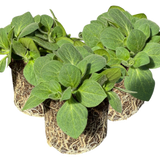 Set of 3 or 6 Large Plants - Petunia Dekko Rose Star, Outdoor Garden Ready