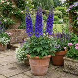 Set of 3 or 6 Delphinium Dark Blue Black Bee Tall Hardy Perennial Plants, Summer Flowering Border Plants, Outdoor Garden Ready, 1 Litre Root-Ball