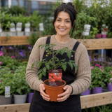 1 Supersteak Beefsteak Tomato Plant, Large High Yield Hardy Outdoor Garden Ready, 2 Litre Root Ball