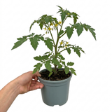 1 Sweet Million Cherry Tomato Plant, Prolific High Yield Vine, Outdoor Garden Ready, 2 Litre Root-Ball