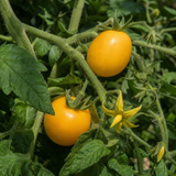 1 Tumbling Tom Yellow Cherry Tomato Plant, Patio Trailing, Outdoor Garden Ready, 2 Litre Root Ball