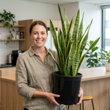 1 Sansevieria Superba Snake Plant, Low Maintenance Air Purifying Indoor Houseplant, 21cm Root Ball