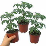 Set of 3 or 6 Patio Tomato Jo & Grace Plants, Live Tomato Seedlings, Outdoor Garden Ready, 1L Root Ball