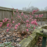 1 Large Plant - Symphoricarpos Magical Candy, Outdoor Garden Ready, 3L Pot