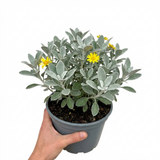 1 Senecio Sunshine Perennial Shrub, Hardy Drought Tolerant Silver Grey Foliage, Evergreen, 2L Root Ball