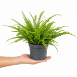 Boston Fern Nephrolepis, Pet-Safe Air Purifying Indoor Houseplant, 1 Litre Pots