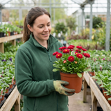 1 Bellis Habanera Red Hardy English Daisy Plant, Outdoor Garden Ready, 2 Litre Root Ball