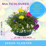 7 Colour Coordinated Plants - Berry Swirl Theme Speedplanter, Garden Ready