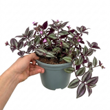1 Tradescantia JS Brainstorm Live Plant, Hardy Flowering Perennial, 19cm/3 Litre Root Ball