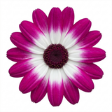 1 Senetti Pink Bicolour Live Flowering Plant, Bee Friendly, Outdoor Garden Ready, 6.5 Litre Root-Ball