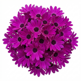1 Senetti Magenta Pericallis Daisy Plant, Summer Flowering, Outdoor Garden Ready, 6.5 Litre Root-Ball