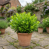 1 Large Hedge Plant - Griselinia Littoralis, Outdoor Garden Ready, 2L Pot