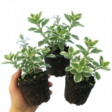 Set of 3 or 6 Large Plants - Plectranthus Coleoides / Swedish Ivy, Outdoor Garden Ready