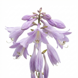 Set of 3 or 6 Large Hosta Plants - Francee Plantain Lily, Ready to Plant in Your Garden, 1L