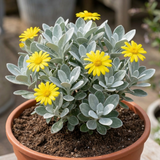 1 Senecio Sunshine Perennial Shrub, Hardy Drought Tolerant Silver Grey Foliage, Evergreen, 2L Root Ball