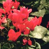 Cyclamen Silver Leaf Salmon 10.5cm