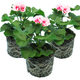 Set of 3 or 6 Large Plants - Garden Ready Pelargonium Toscana Dolce Vita Linus/Smart Splash