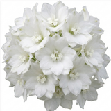 Set of 3 or 6 Delphinium Pacific Giants Galahad Hardy Perennial Plants, Tall Cottage Garden Flowers, Outdoor Garden Ready, 1 Litre Root-Ball