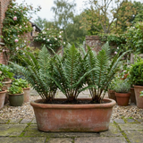 Set of 3 or 6 Scaly Male Fern Dryopteris Cristata Plants, Hardy Evergreen Perennial, 1 Litre Root-Ball