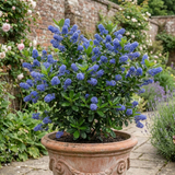1 Ceanothus Thyrsiflorus Zanzibar California Lilac Plant, Hardy Evergreen Blue Flowering Shrub, 3L Root-Ball