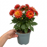 1 Large Plant - Dahlia Maggiore Fun Fire, Ready to Plant in Your Garden, 3L Pot