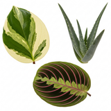3 Live Houseplants, Office Desk Plant Collection, Peperomia, Aloe Vera & Prayer Plant, 1 Litre Root Ball